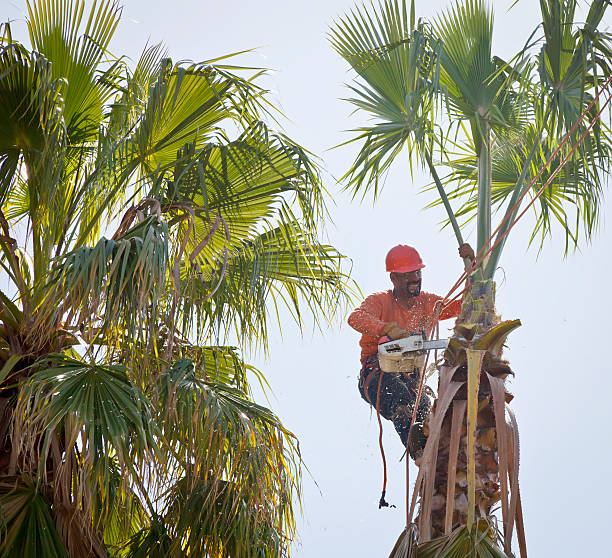 Dead Tree Removal in Mayfield Heights, OH